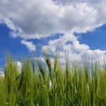 Wetter, Himmel, Feld @ T.Reinisch