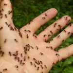 Ameisen, Ameise, Insekt