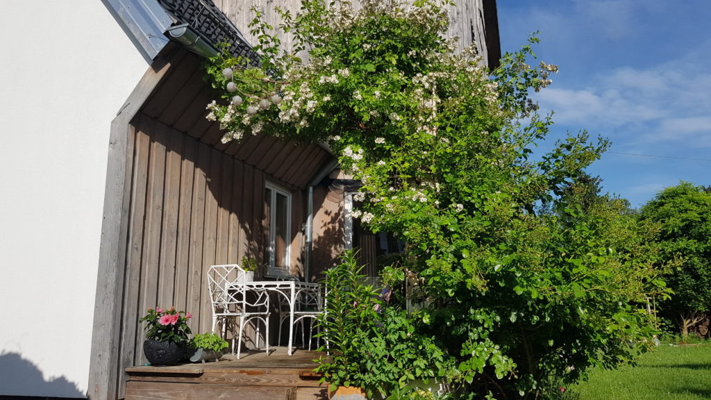 Terrasse, Veranda, wild, überdacht, Rose, Wildrose
