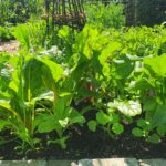 Mangold, Selbstversorger, Selbstversorgergarten, Nutzbeet