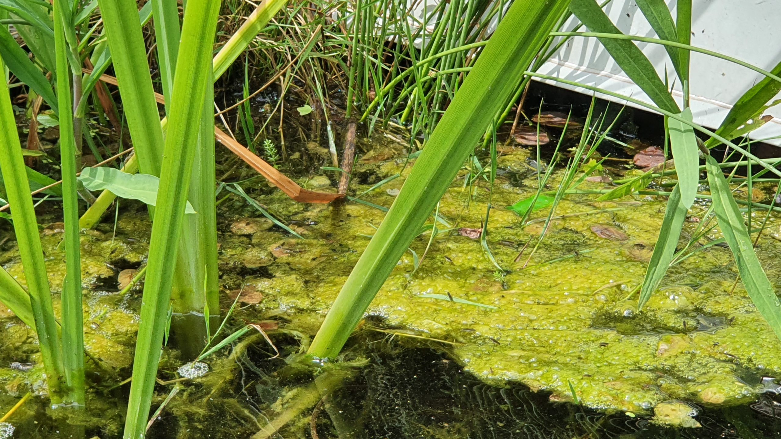 Wie reinigt man einen Teich mit Fischen?