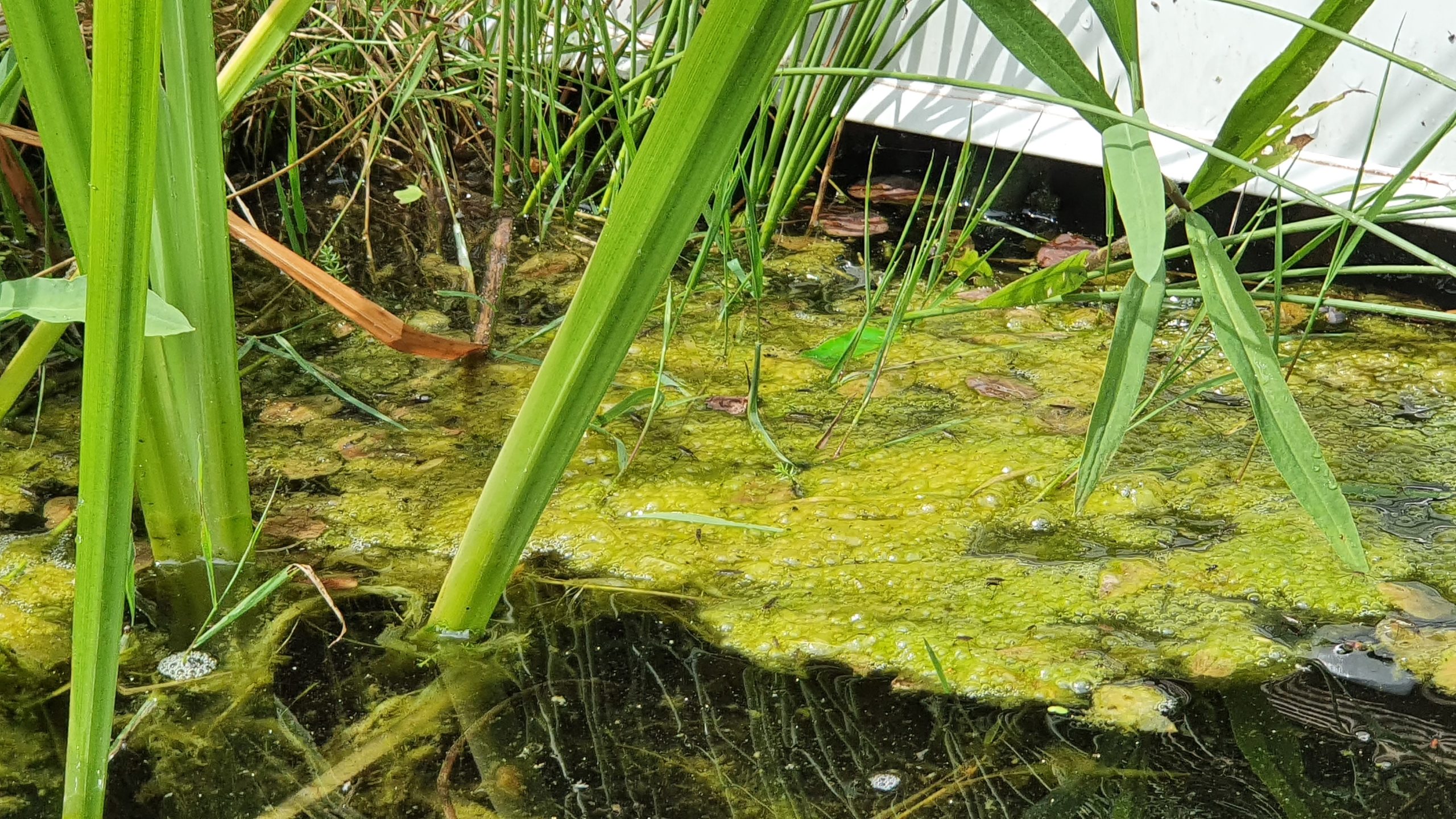58+ Algen Pflanzen Teich, Algen im gartenteich sind nicht schön und