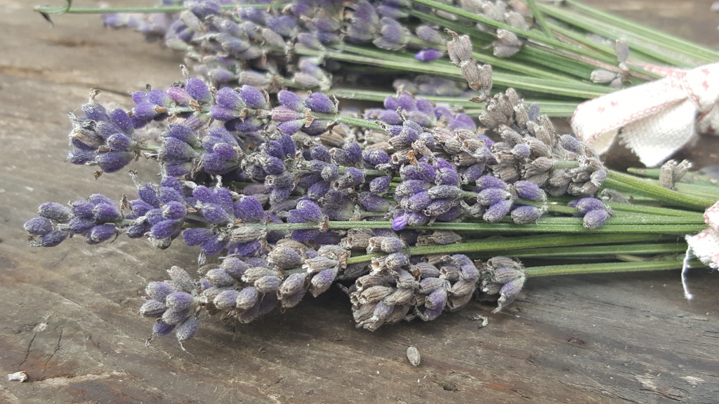 Lavendel, Lavendula, Gartenzeitung.com