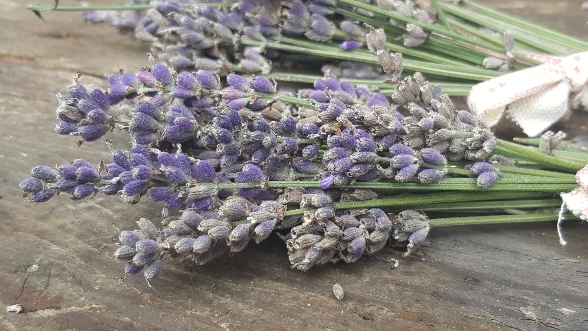 Lavendel, Lavendula
