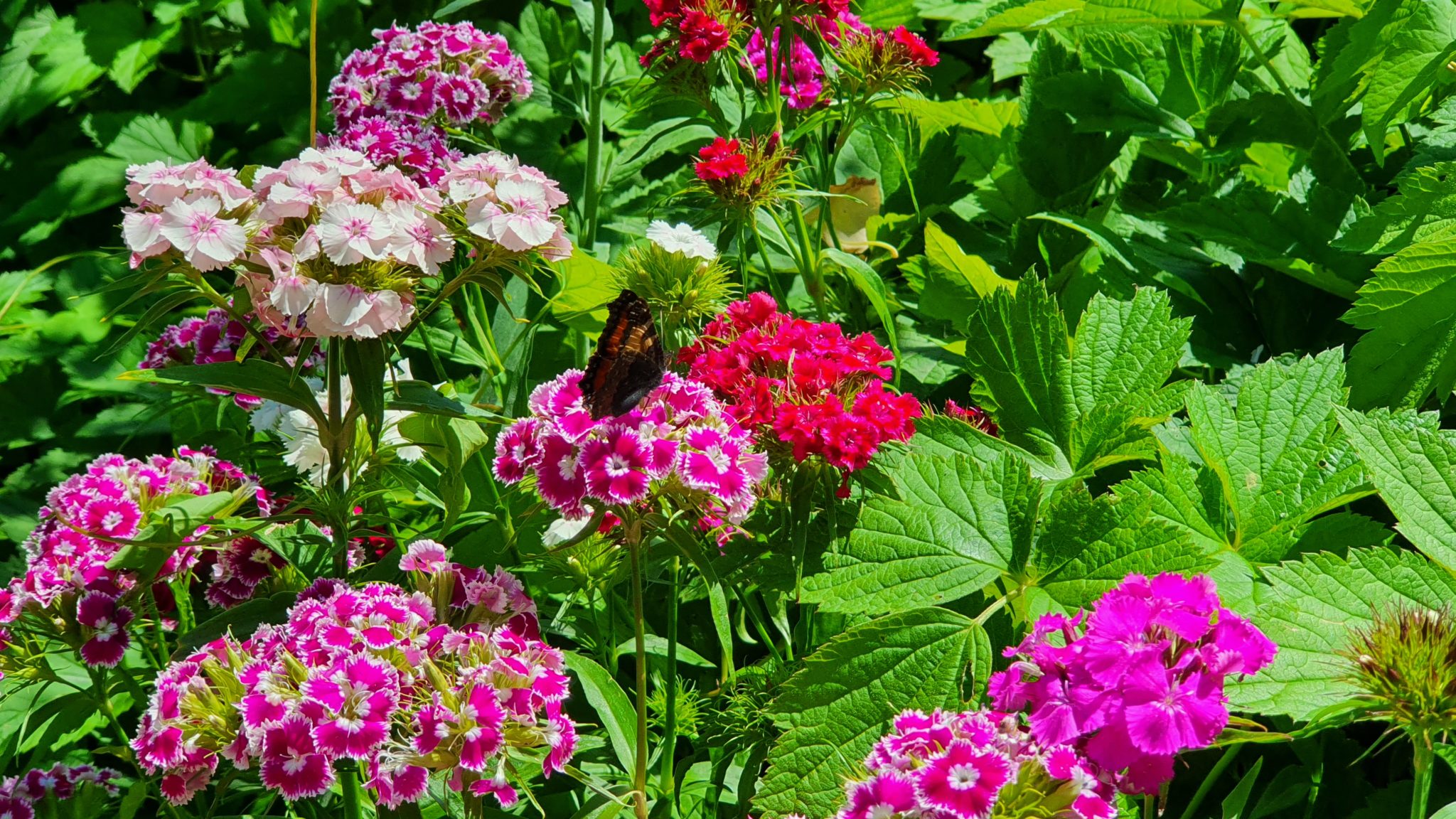 Bartnelke, Bartnelken, Dianthus barbatus - Gartenzeitung.com