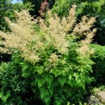 Prachtspiere, Astilbe