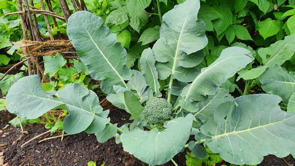 Blumenkohl, Kohl