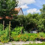 Nutzbeet, Gartenbeet, Gemüse,