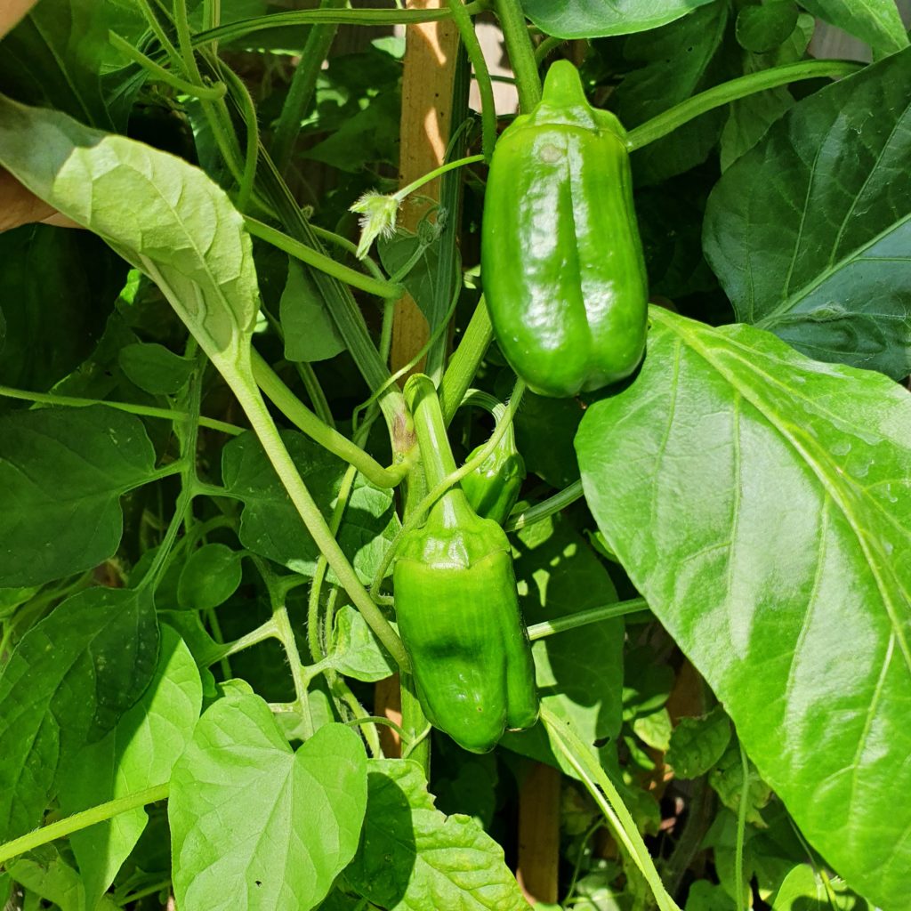 Paprika im Beet