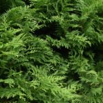 Thuja, Pixabay, Lebensbaum