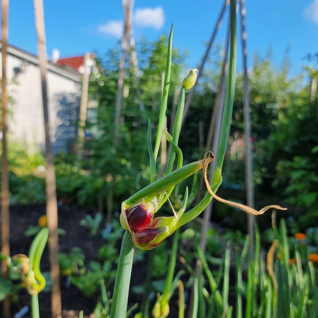 Etagenzwiebel, Luftwiebel, ewige Zwiebel
