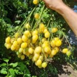 Barry`s Crazy Cherry Tomate Multiflora