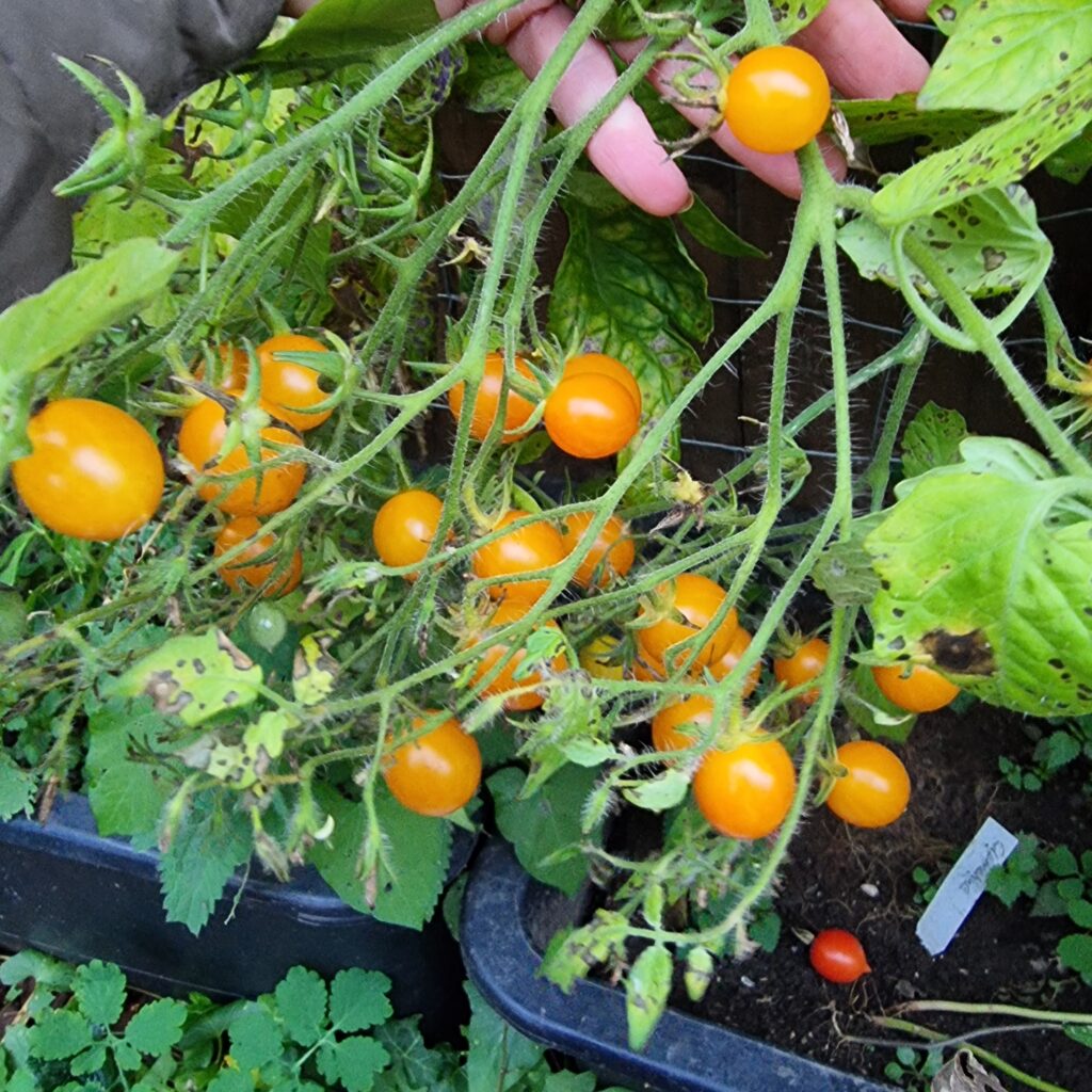 Multiflora Clementine Tomate